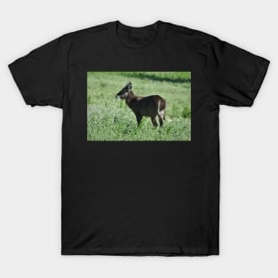 Waterbuck T-Shirt